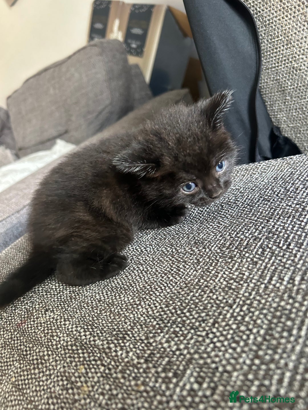 Mixed Breed cats for sale: Mixed breed kittens  - Image 5