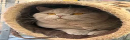 British Shorthair cats for stud: Super Fawn import for stud  - Advert 3