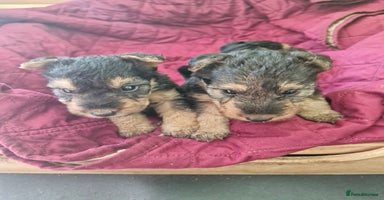 Mixed Breed dogs - Advert 7