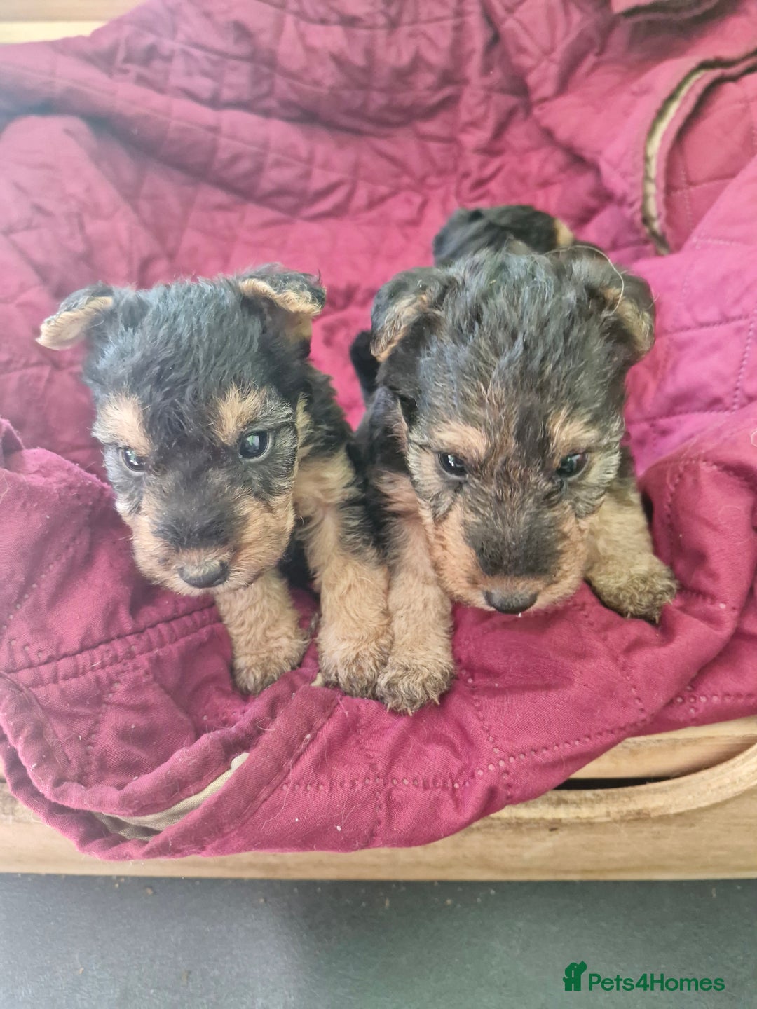 Mixed Breed dogs for sale: 3 x Fox Terrier crossed Welsh Terrier pups - Image 2
