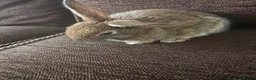Mixed Breed rabbits for sale: Wee Rabbits in Ballymena - Advert 22