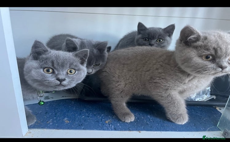 British Shorthair cats - Advert 9