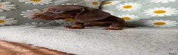 Miniature Dachshund dogs for sale: Puppies  - Advert 12