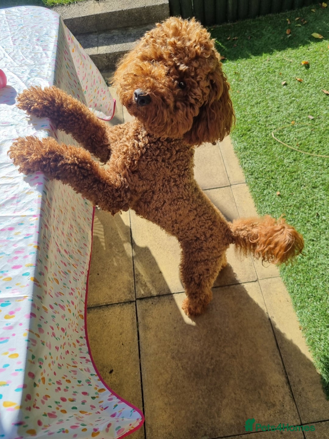 Miniature Poodle dogs for stud: Marley - KC Reg Red Miniature Poodle ready to stud - Image 5