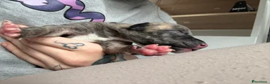 Greyhound Puppy 2