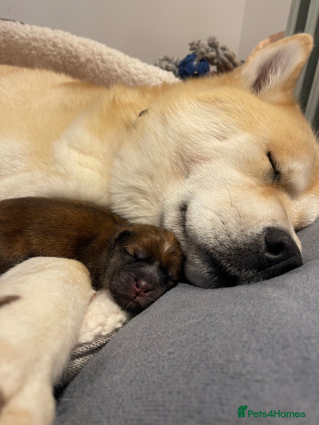 Mixed Breed dogs for sale: chowski / chow chow  - Advert 11