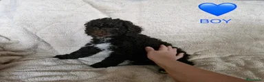 Cockapoo 4