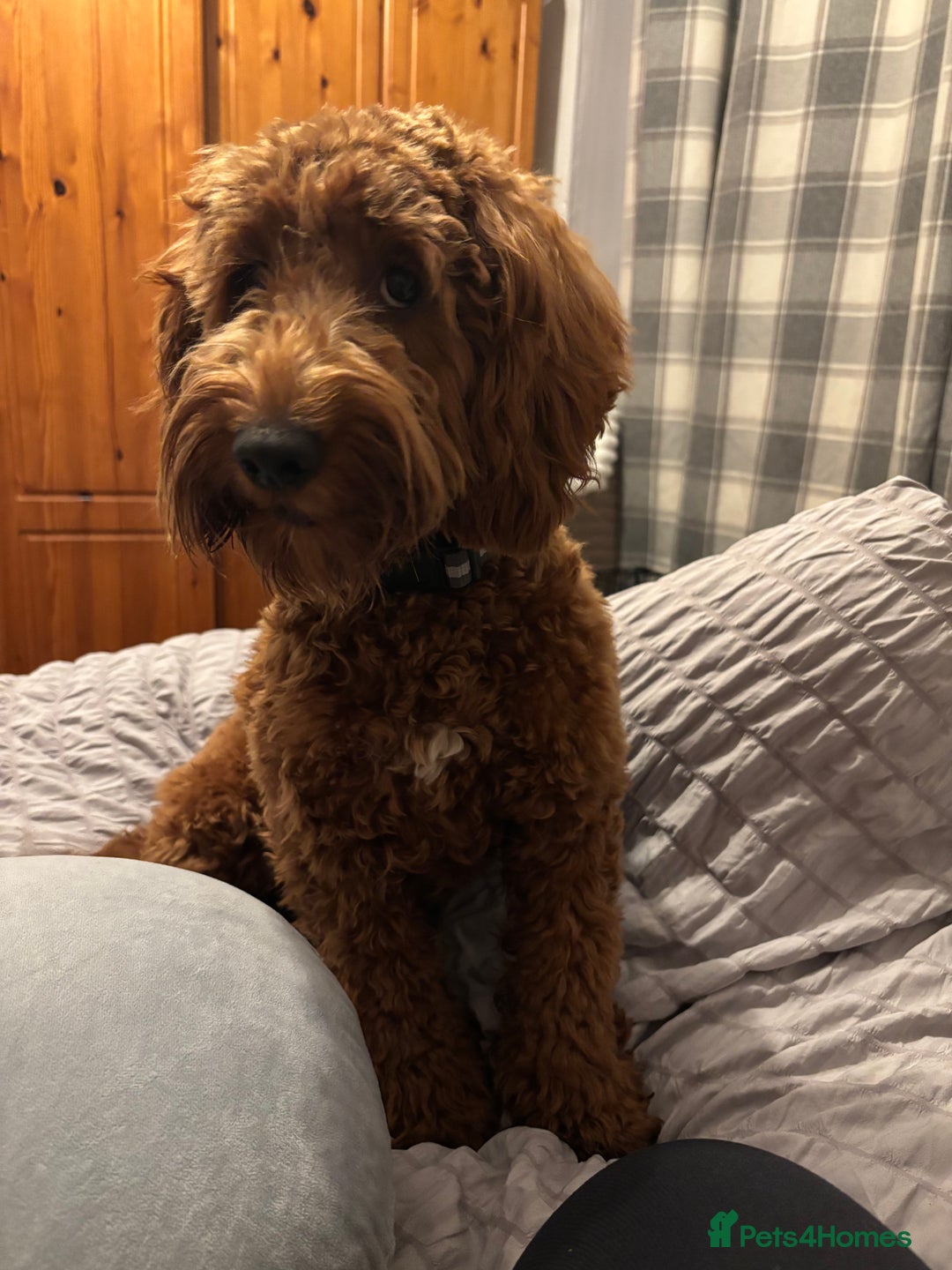 Cockapoo dogs for sale: Myla  - Advert 4