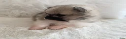 Pomeranian dogs for sale: Outstanding KC Tiny baby Poms puppies  - Advert 13