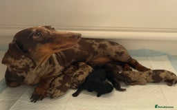 Miniature Dachshund dogs for sale: Three superb girls available NOW - Image 13