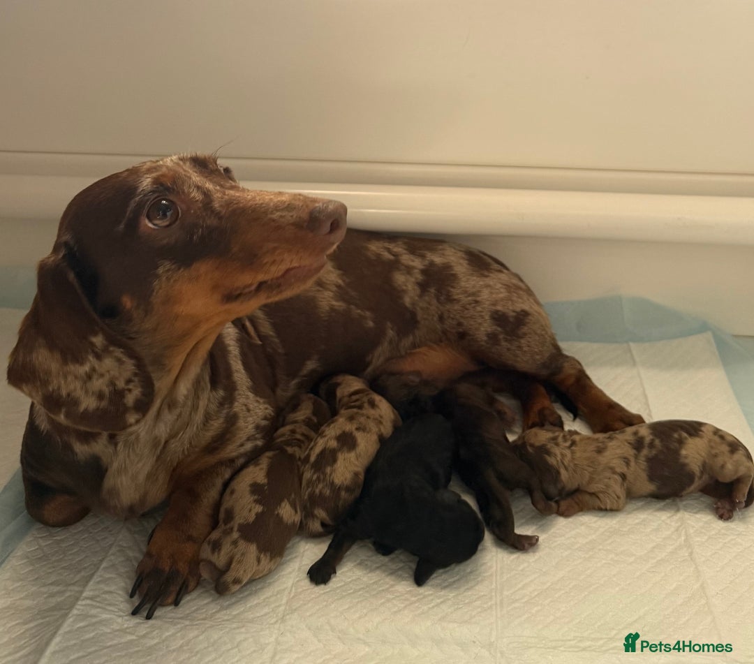 Miniature Dachshund dogs for sale: Three superb girls available NOW - Image 13