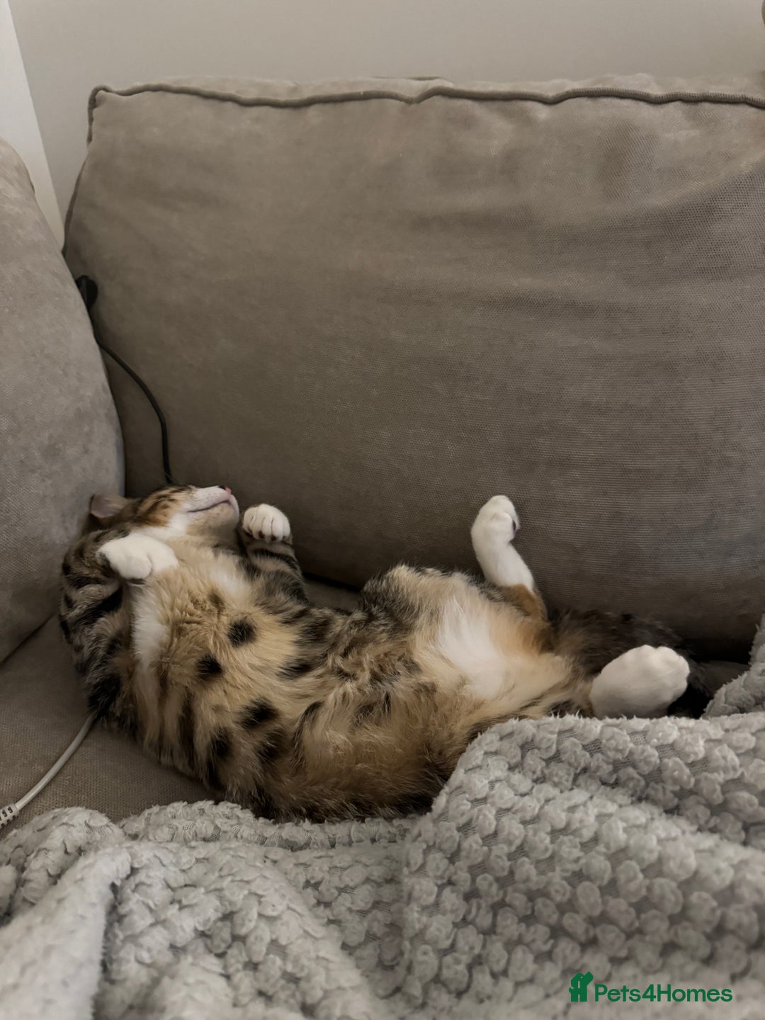 Mixed Breed cats for sale: Beautiful male tabby  - Advert 3