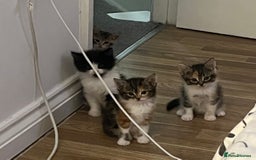 British Shorthair cats for sale: 4 Half British short hair girls  - Image 3