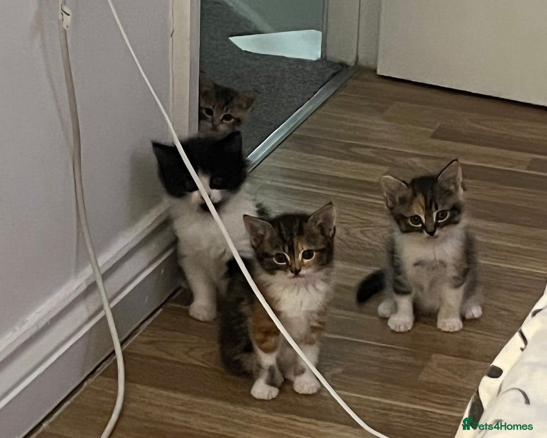 British Shorthair cats for sale: 4 Half British short hair girls  - Image 3