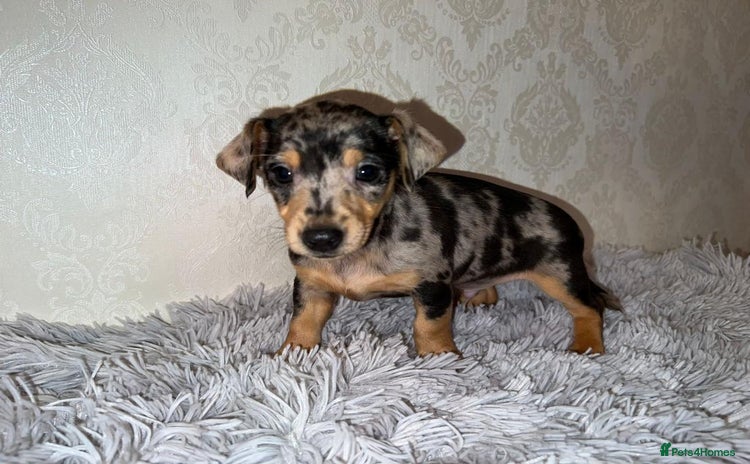 Miniature Dachshund dogs - Advert 1