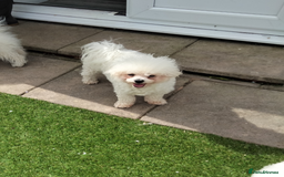 Bichon Frise dogs for sale: KC. REG BICHON FRISE PUPS - Advert 1
