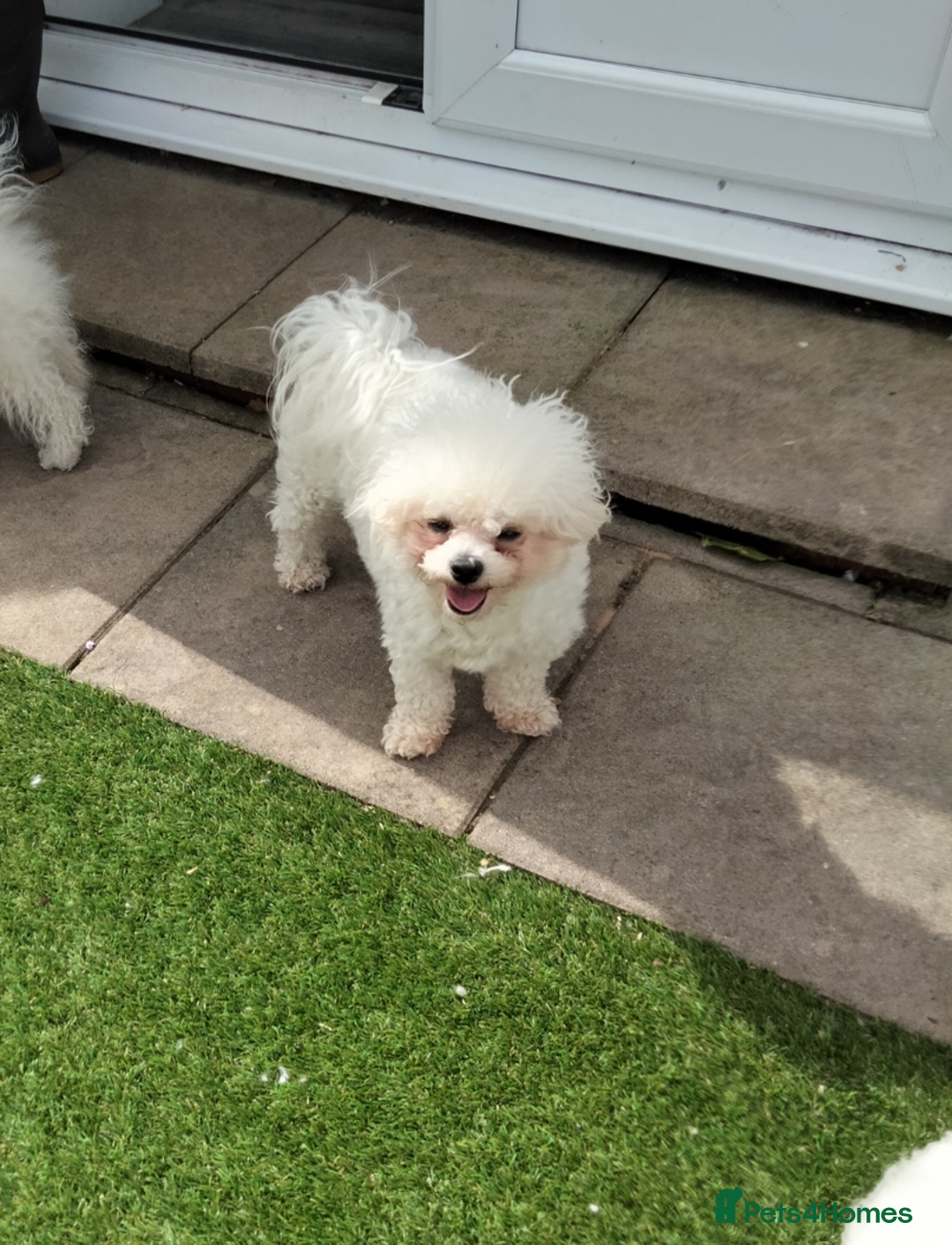 Bichon Frise dogs for sale: KC. REG BICHON FRISE PUPS - Advert 1