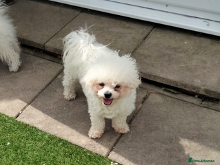 Bichon Frise dogs for sale: KC. REG BICHON FRISE PUPS - Advert 1