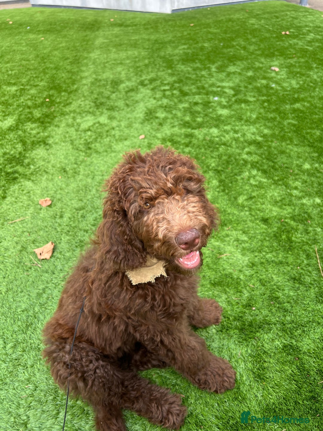 Labradoodle dogs for sale: LABRADOODLE 6MO REHOME  - Image 2