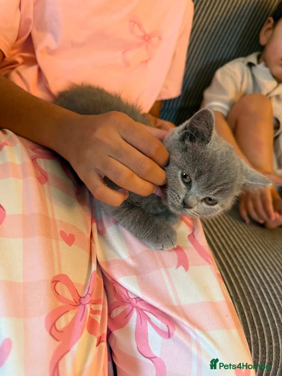 British Shorthair cats for sale: Blue male British shorthair brothers in Blackburn - Advert 1