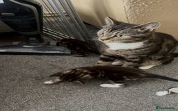 Domestic Shorthair cats for sale: Tabby and Tuxedo Kittens - Image 7