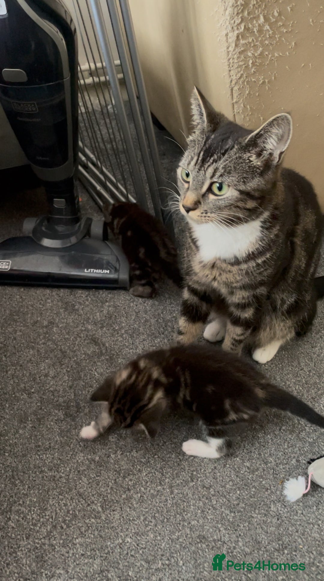 Domestic Shorthair cats for sale: Tabby and Tuxedo Kittens - Image 7