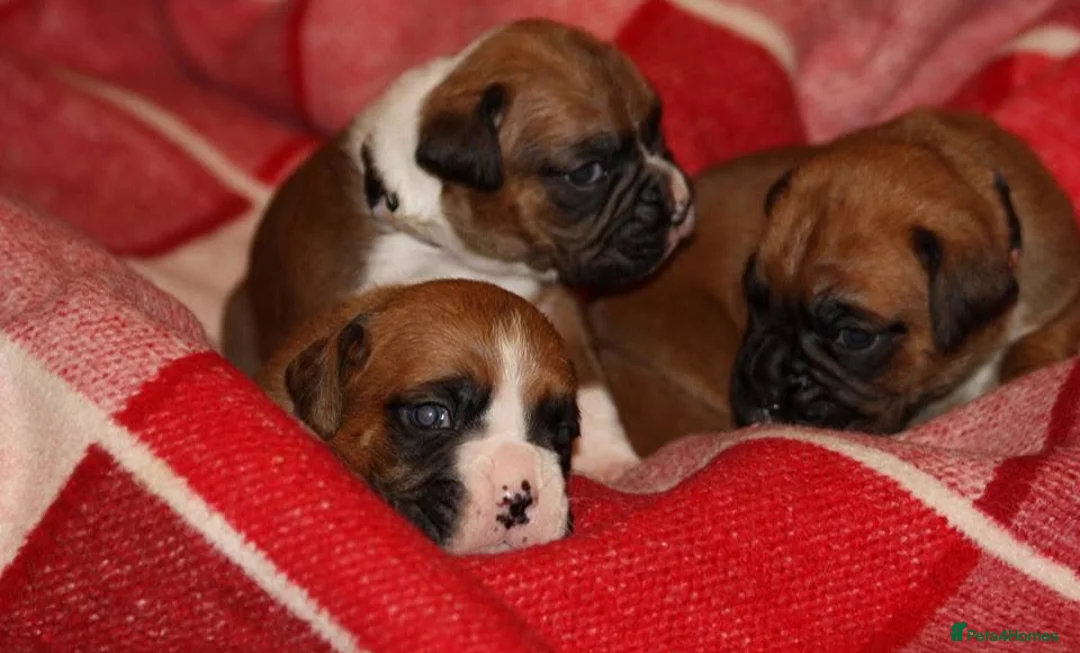 Boxer dogs for sale: 3 puppies available  - Advert 3