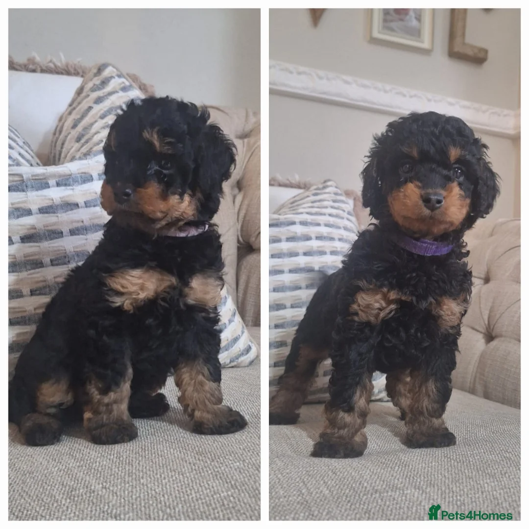 Miniature Poodle dogs for stud: 💥FOR STUD💥 CHOC MERLE PHANTOM MIN POODLE in Doncaster - Advert 29