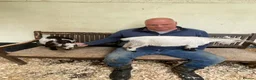 Goats livestock for sale: Disbudded Female Pygmy Goats Very Tame - Advert 4