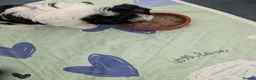 Biewer Terrier dogs for sale: Biewer terrier puppies x 2 boys - Advert 13
