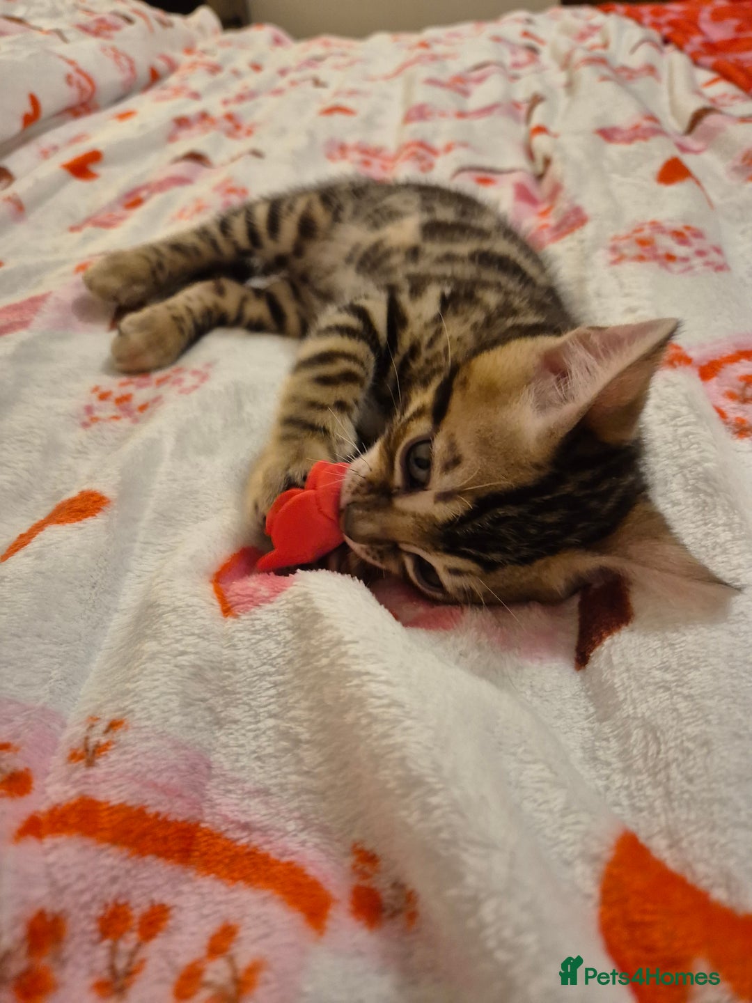 Bengal cats for sale: Bengal Kittens-Reservations Now Open  - Advert 3