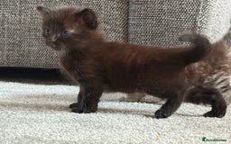 Ragdoll cats for sale: Ragdoll (cross) Kitten For Sale in Grantham - Image 15