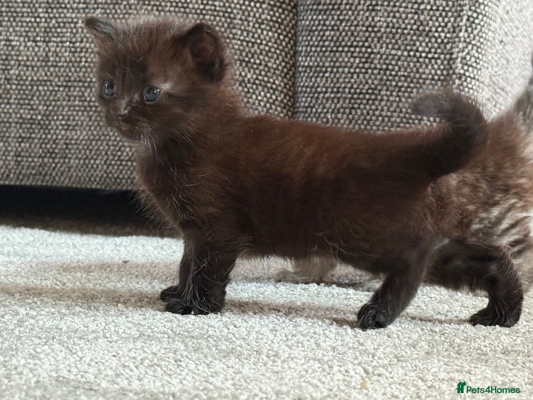 Ragdoll cats for sale: Ragdoll (cross) Kitten For Sale in Grantham - Image 15