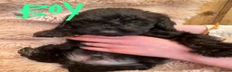 Cockapoo dogs for sale: Black Cockapoo puppies for sale 🤍 - Advert 8