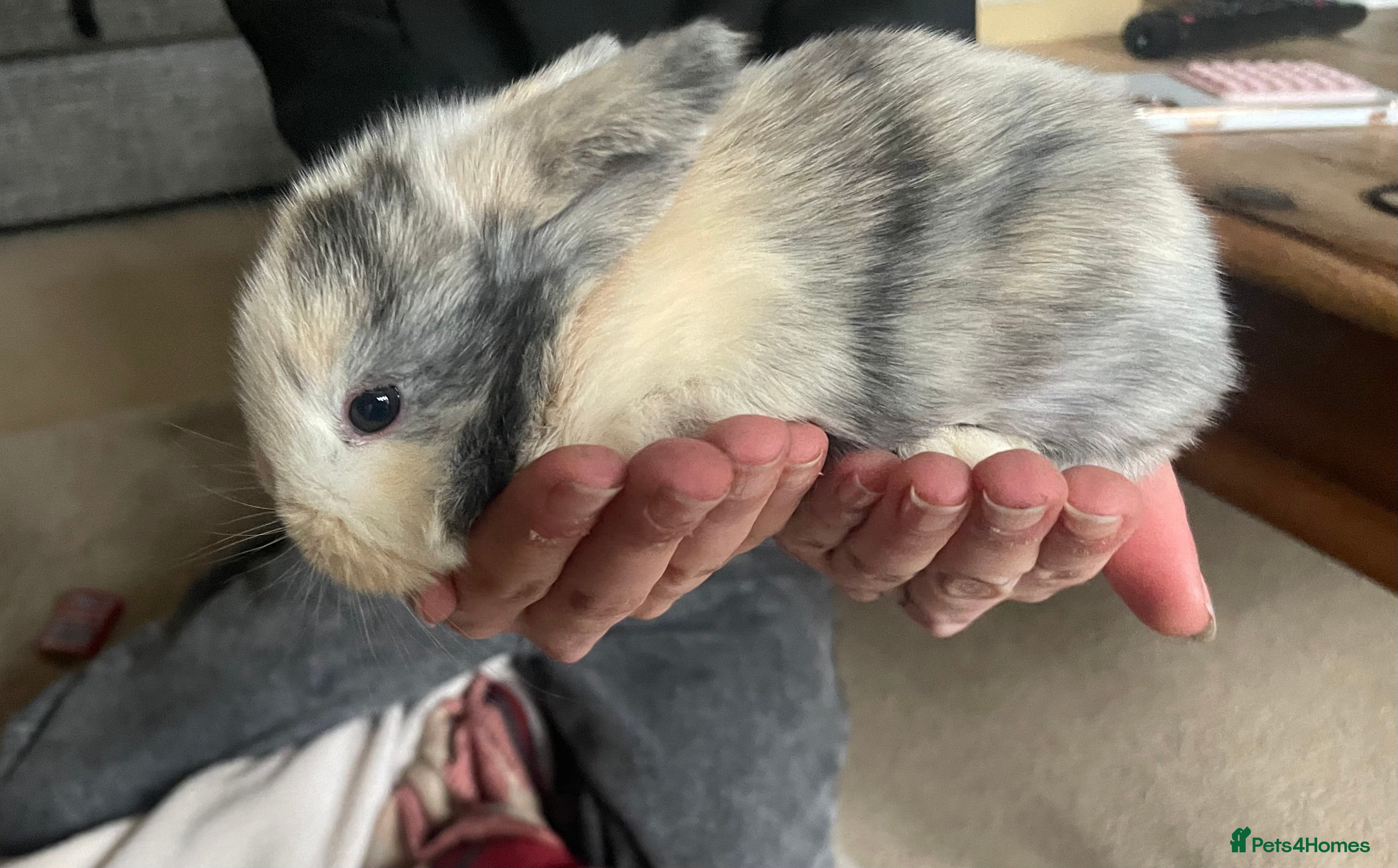 Mini Lop rabbits Mini Lop kits - Advert 5