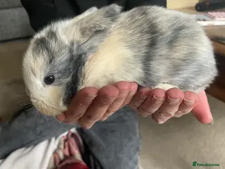 Mini Lop rabbits Mini Lop kits - Advert 5