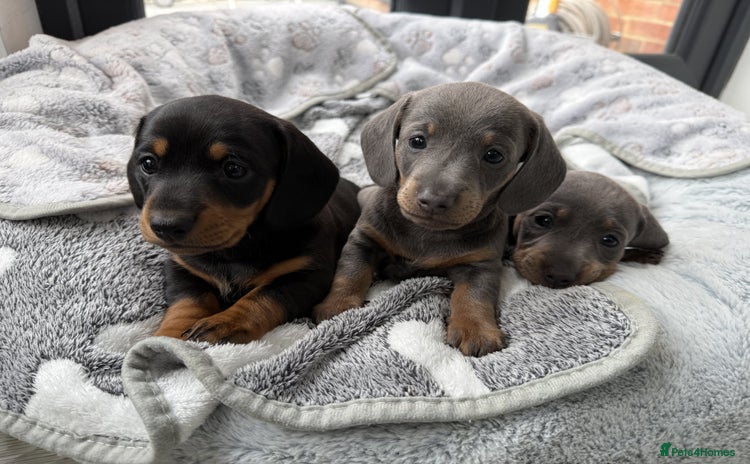 Dachshund dogs - Advert 11