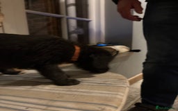 Mixed Breed dogs for sale: Bedlington x whippet puppies - Image 4