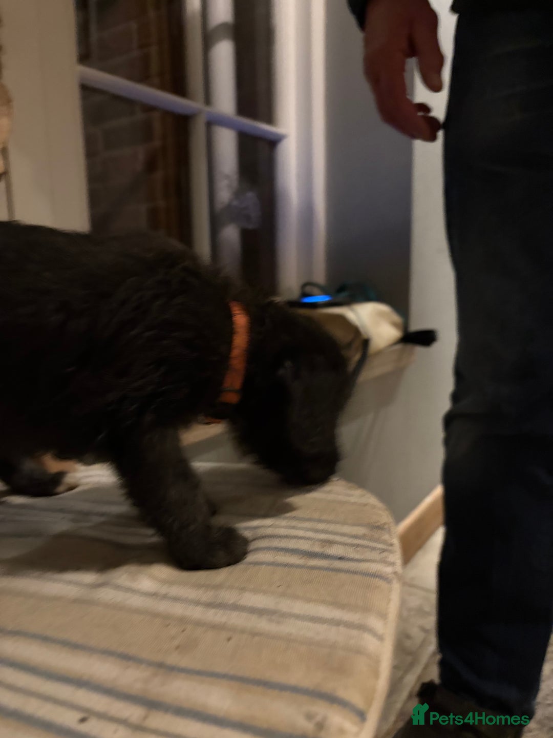 Mixed Breed dogs for sale: Bedlington x whippet puppies - Image 4