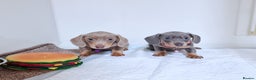 Miniature Dachshund dogs for sale: 2 FEMALES AVAILABLE BLUE & TAN &ISABELLA TAN  - Advert 3