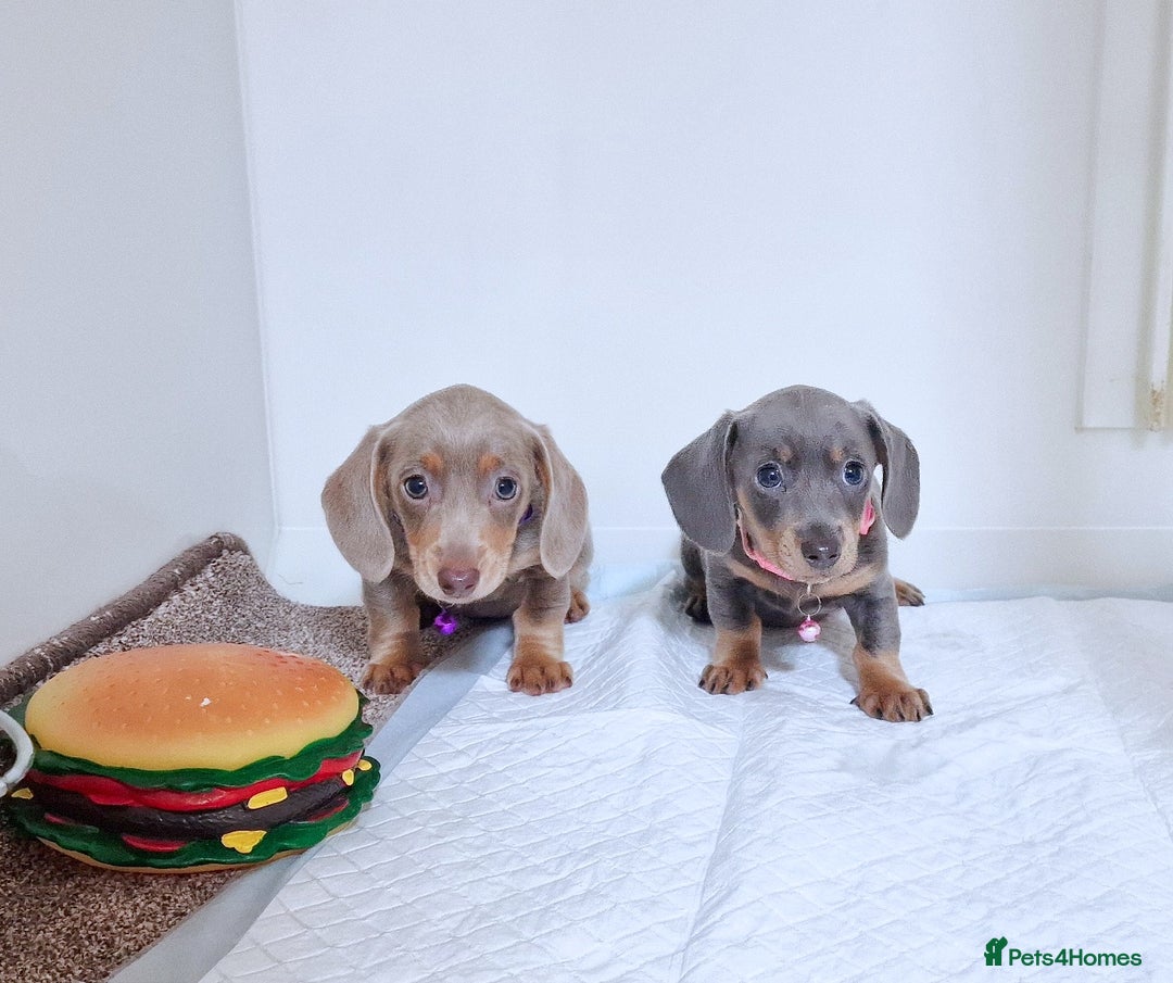 Miniature Dachshund dogs for sale: 2 FEMALES AVAILABLE BLUE & TAN &ISABELLA TAN  - Advert 3