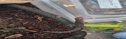 Gecko reptiles for sale: Mourning geckos subadult - Advert 3