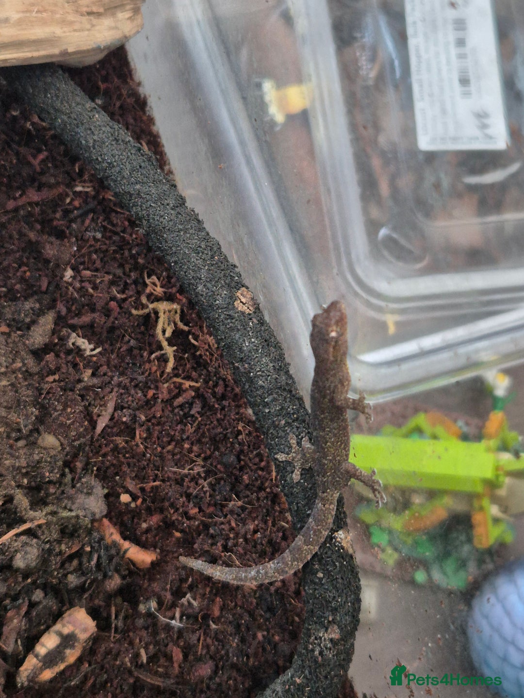 Gecko reptiles for sale: Mourning geckos subadult - Advert 3