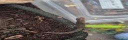 Gecko reptiles for sale: Mourning geckos adult - Advert 3