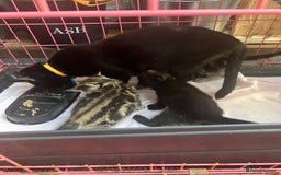 Mixed Breed cats for sale: 3 beautiful kittens  - Image 12