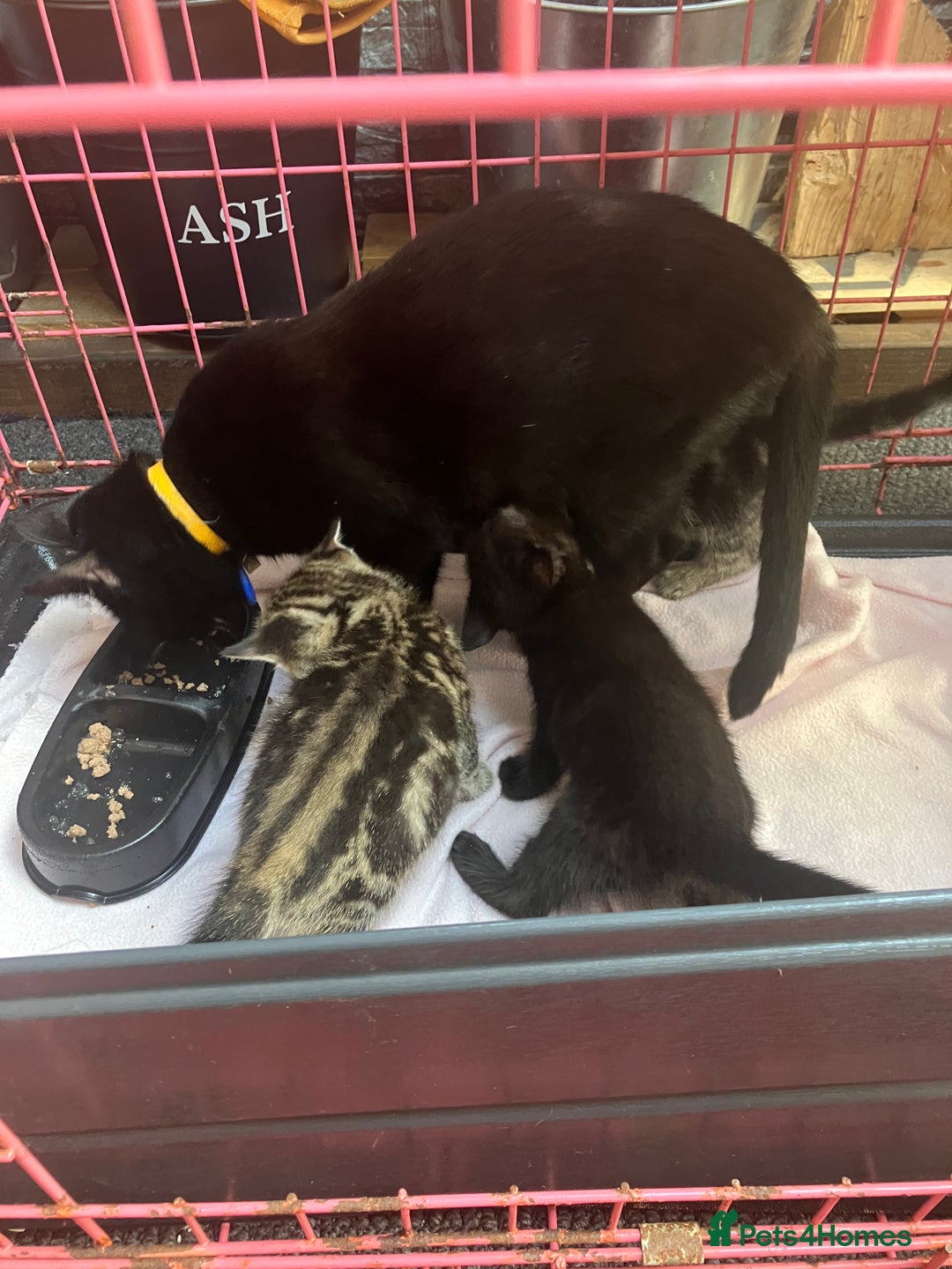 Mixed Breed cats for sale: 3 beautiful kittens  - Image 12