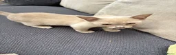 Burmese cats for sale: Pedigree Burmese boy kitten ready to go 20/06/26 - Advert 5