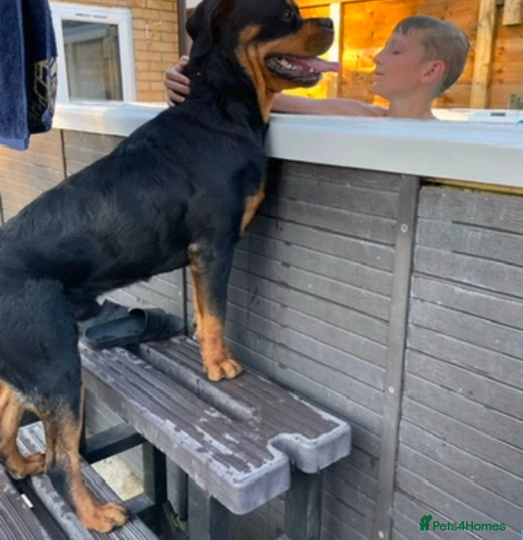 Rottweiler dogs for stud: 22 champions kc Rottweiler stud  in Romford - Advert 10