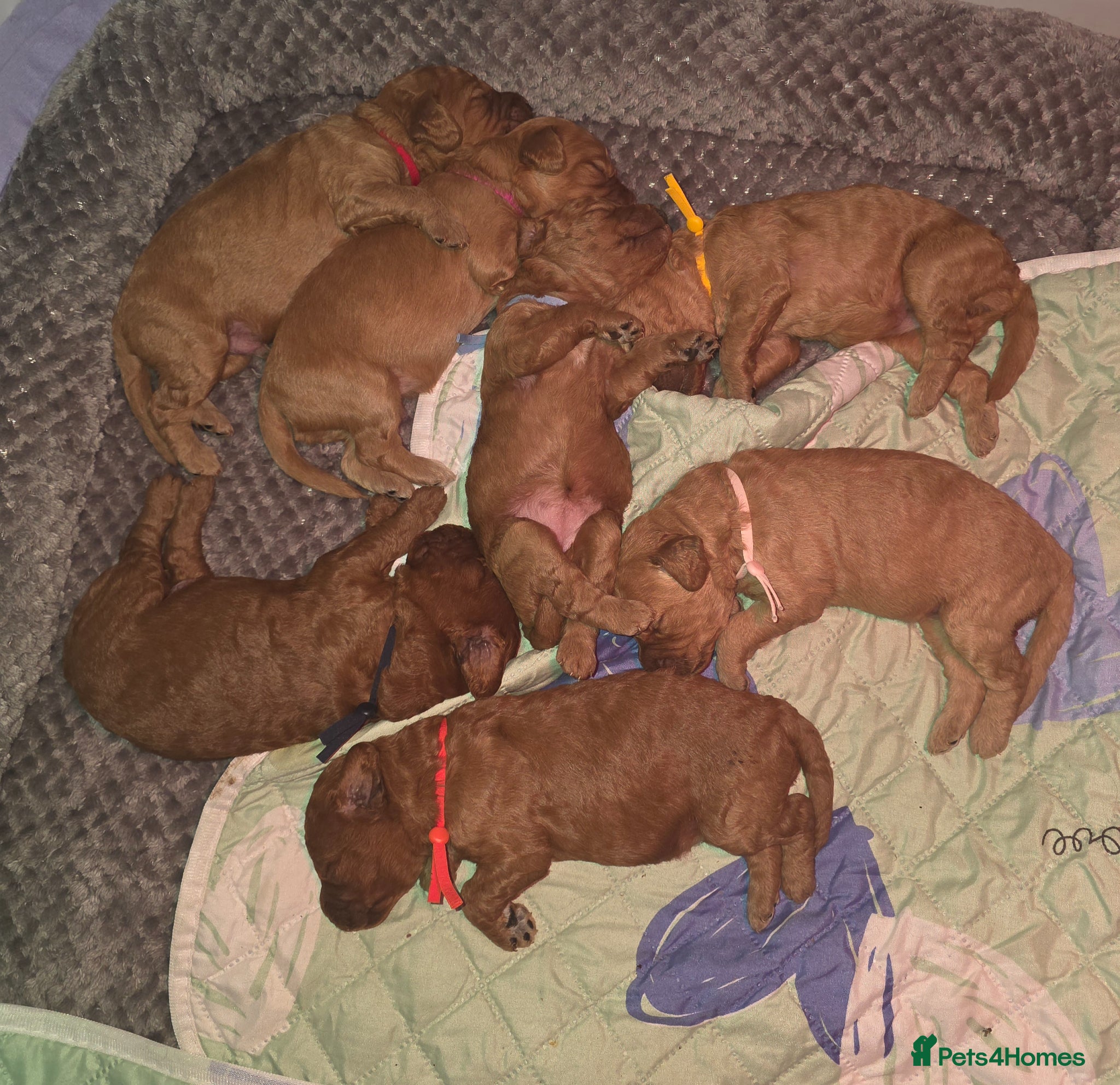 Mini Goldendoodle dogs for sale: Mini F1B Goldendoodles in Ballymoney - Advert 11