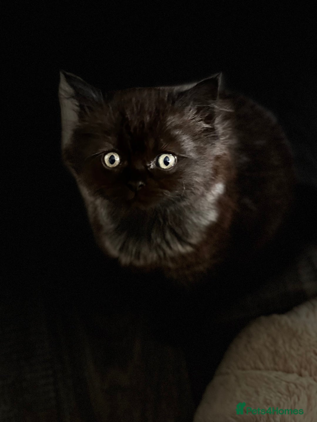 Persian cats for sale: Persian chinchilla kittens  - Image 8